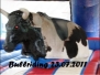 2011 Bullriding