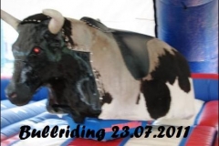 bull