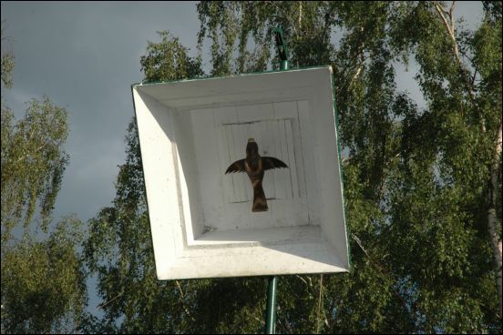 2012_schuetzenfest_samstag_2_juni__45_20140628_1180663301