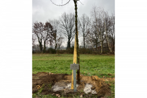 2024 Königspaar Baum pflanzen